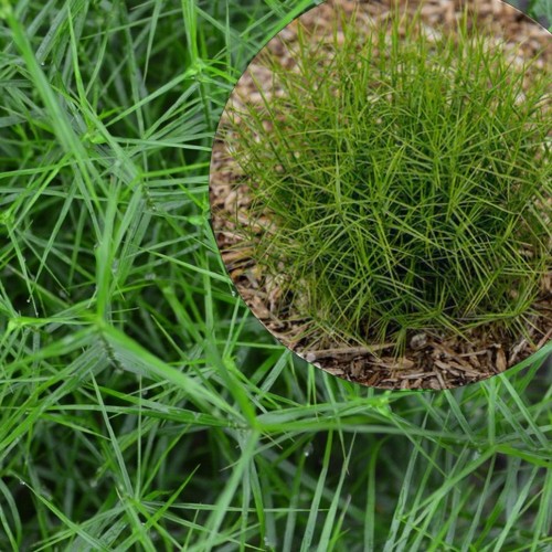 Carex muskingumensis - Palmilehine tarn P9/0,55L